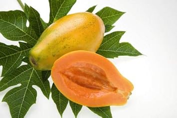 Black Mission Fig Seeds – Heirloom Non-GMO Fruit Seeds for Garden Planting 100 pcs