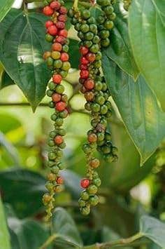 the green grove garden seeds Florida Grove Pepper Seeds for Planting