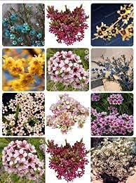 wax flower seeds for sale Heirloom Geraldton Wax (Chamelaucium uncinatum) Mixed Flower Seeds