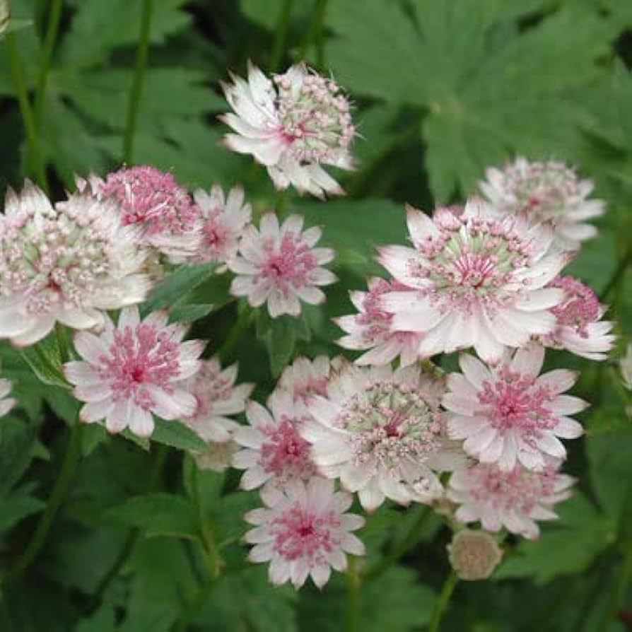 astrantia flower seeds Organic White Pink Astrantia Flower Seeds for Planting – Heirloom, Non-GMO,  High Germination Garden Seeds