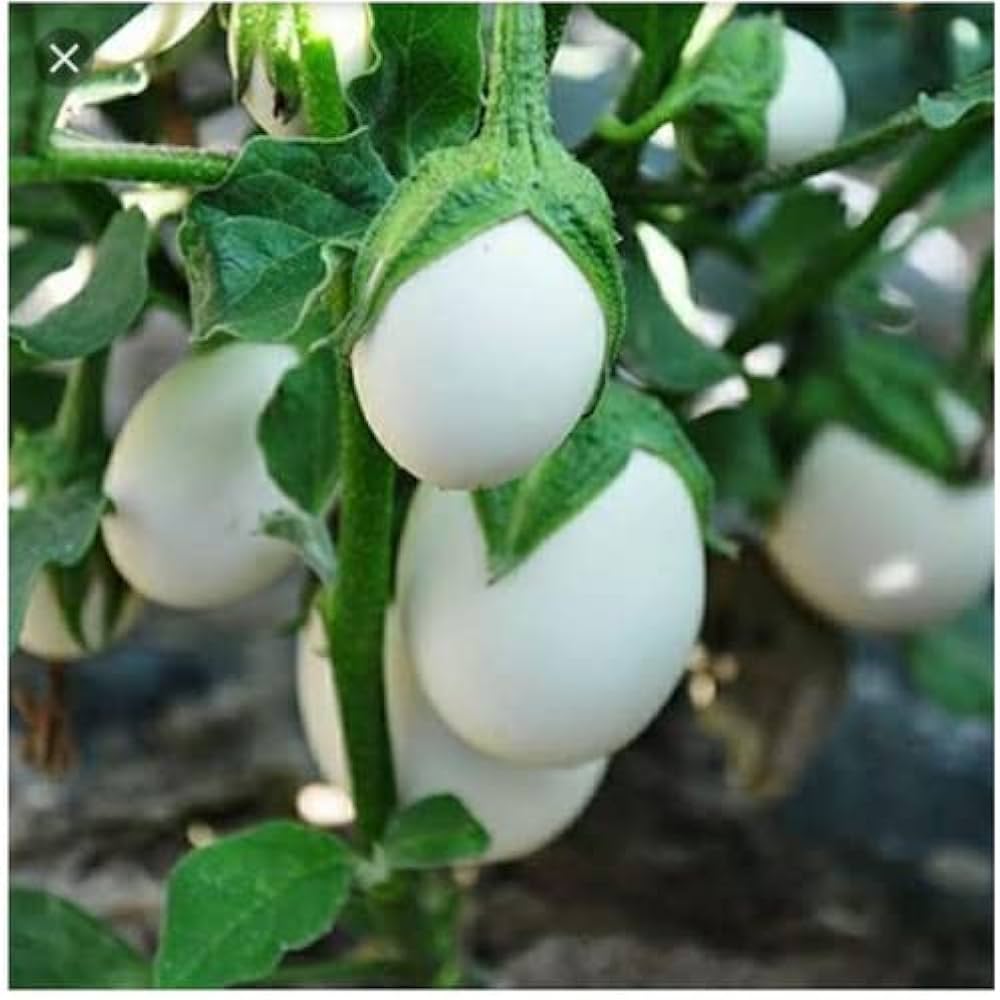 Brinjal White Round Vegetable Seeds for Planting – Heirloom, Non-GMO, Organic Garden Seeds, High Germination