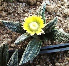 Flower Seeds, Seeds for Planting, Plant Seeds
