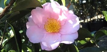 Flower Seeds, Seeds for Planting, Plant Seeds