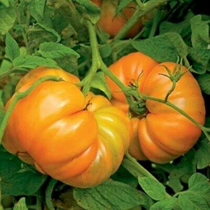 Amanas Orange Tomato Vegetable Seeds for Planting – Heirloom, Non-GMO, High Germination Organic Garden Seeds