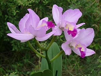 Flower Seeds, Seeds for Planting, Plant Seeds