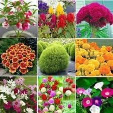 Flower Seeds, Seeds for Planting, Plant Seeds