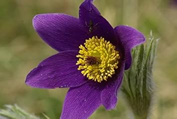 Flower Seeds, Seeds for Planting, Plant Seeds