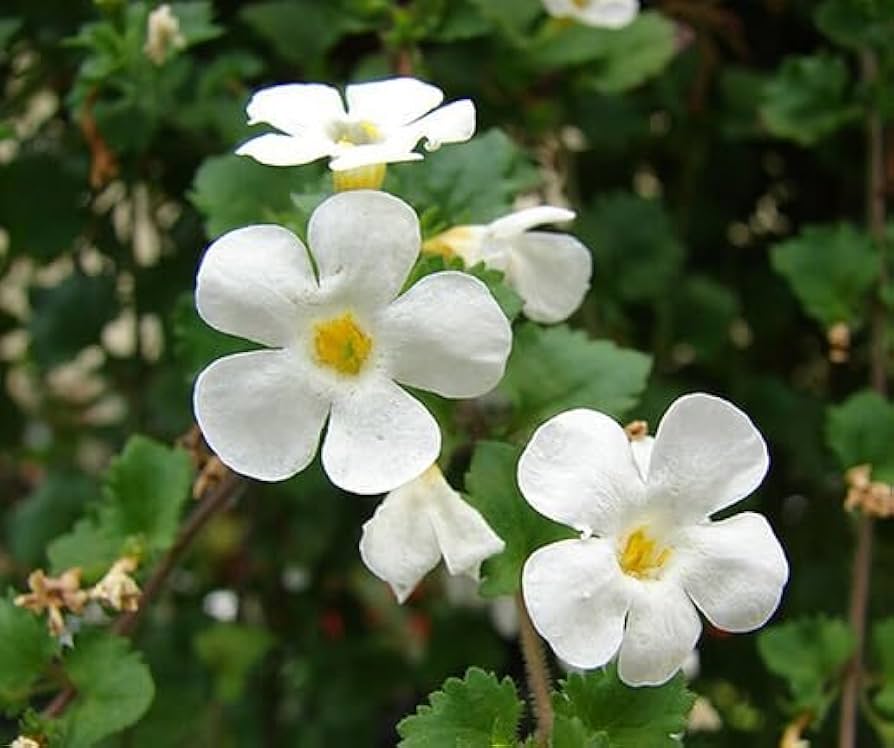 Organic Heirloom Bacopa Flower Seeds for Planting  Mixed Colors, Non-GMO,  High Germination Trailing Blooms