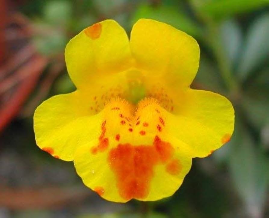Yellow Mimulus Flower Seeds for Planting – Heirloom, Non-GMO, High Germination Organic Garden Seeds