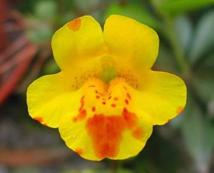 Yellow Mimulus Flower Seeds for Planting – Heirloom, Non-GMO, High Germination Organic Garden Seeds