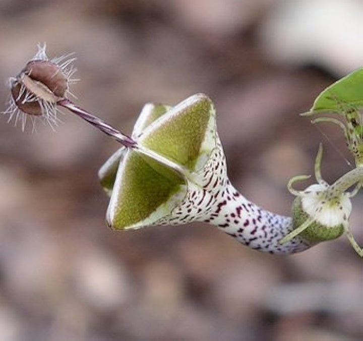 Ceropegia Flower Seeds for Planting – Heirloom, Non-GMO, High Germination Organic Garden Seeds