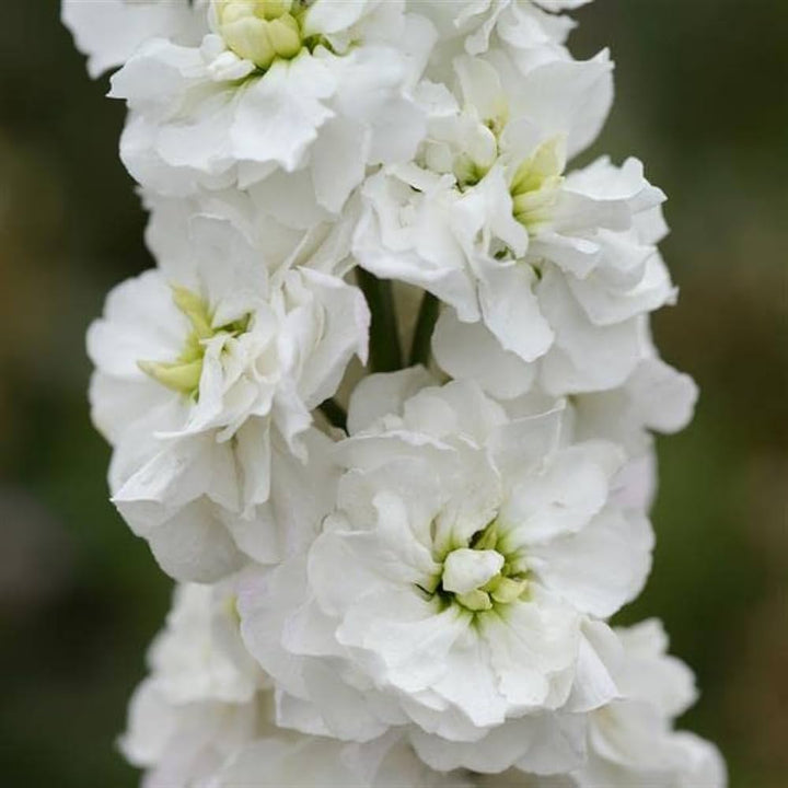 White Matthiola Incana Flower Seeds for Planting – Heirloom, Non-GMO, High Germination Organic Garden Seeds