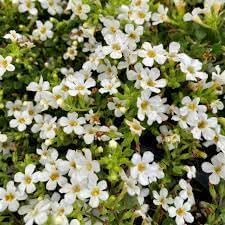 Bacopa Seeds for Planting – Organic Heirloom Non-GMO Trailing Flower S –  Neeraseeds