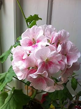 Flower Seeds, Seeds for Planting, Plant Seeds