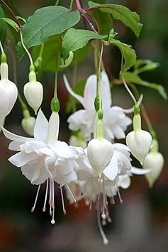 Flower Seeds, Seeds for Planting, Plant Seeds