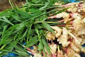 ginger plant seeds Perennial Ginger Seeds for Planting Green – Heirloom Non-GMO Organic G – Neeraseeds
