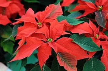 Poinsettia Plant Seeds for Garden Planting – Non-GMO Heirloom Organic  Garden Seeds, High Germination