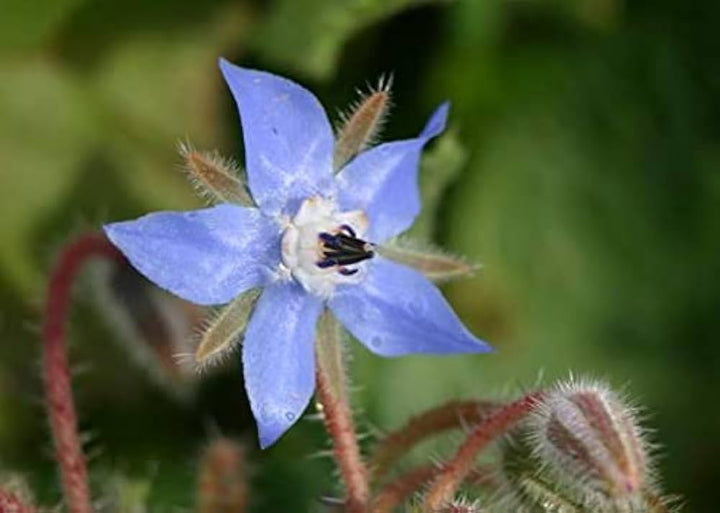 Borago Flower Seeds Mixed for Planting – Vibrant Edible Blooms for Garden & Kitchen