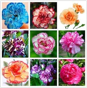 Flower Seeds, Seeds for Planting, Plant Seeds