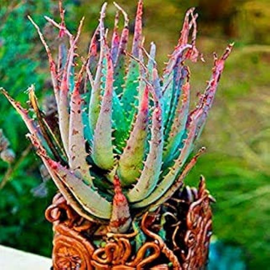 Edible Aloe Vera Mixed Colour Plant Seeds for Planting – Heirloom, Non-GMO,  High Germination Organic Garden Seeds