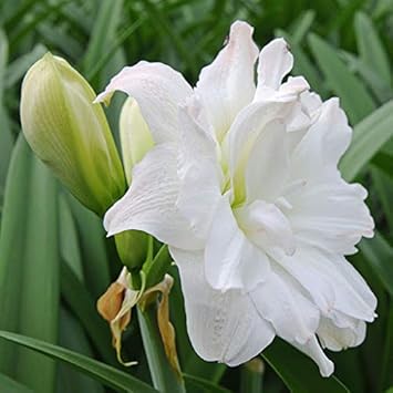 Flower Seeds, Seeds for Planting, Plant Seeds