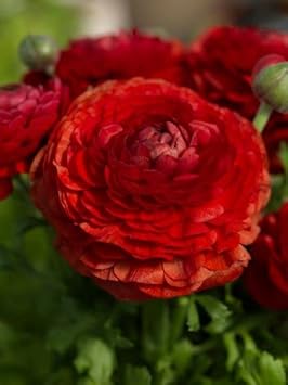 Flower Seeds, Seeds for Planting, Plant Seeds