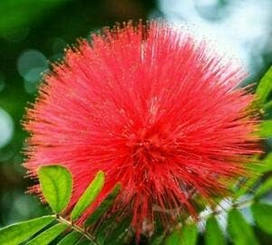 Flower Seeds, Seeds for Planting, Plant Seeds
