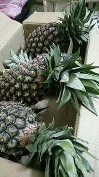 Friuits seeds,Seeds For Planting,Plant Seeds