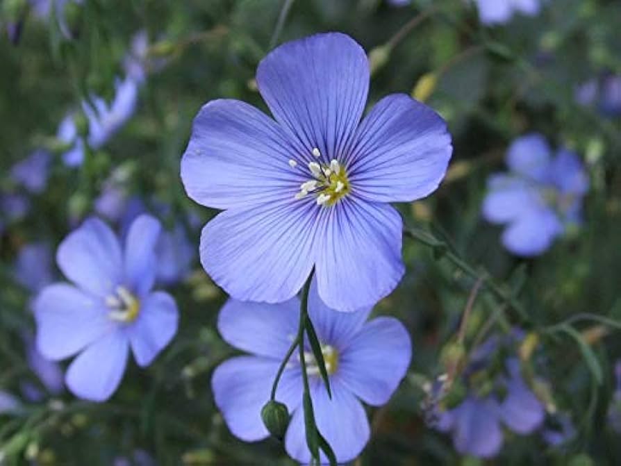 Blue Linum Lewisii Flower Seeds for Planting – Perennial Wildflower with Vibrant Sky-Blue Blooms