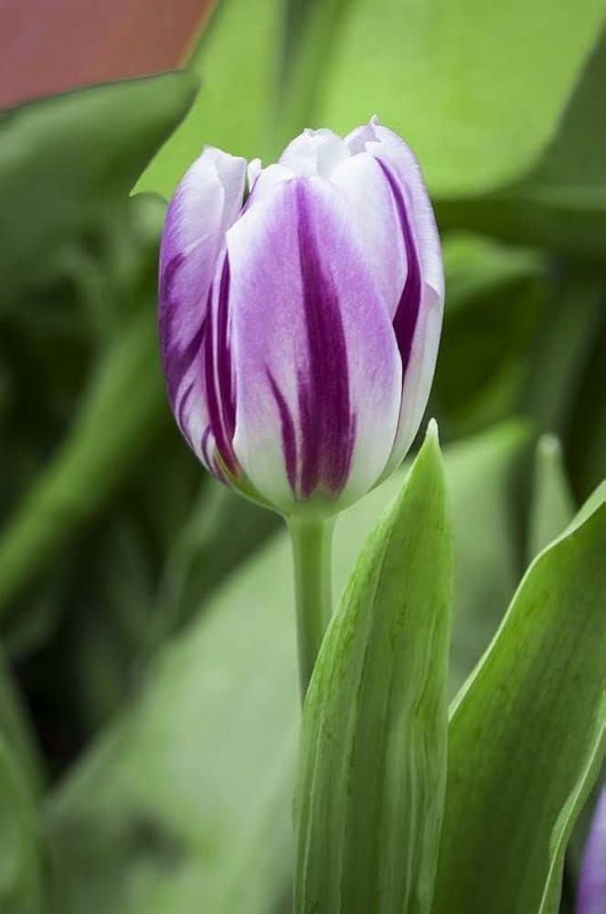 White Purple Flower Seeds for Planting - Heirloom Non-GMO High Germination Organic Garden Seeds