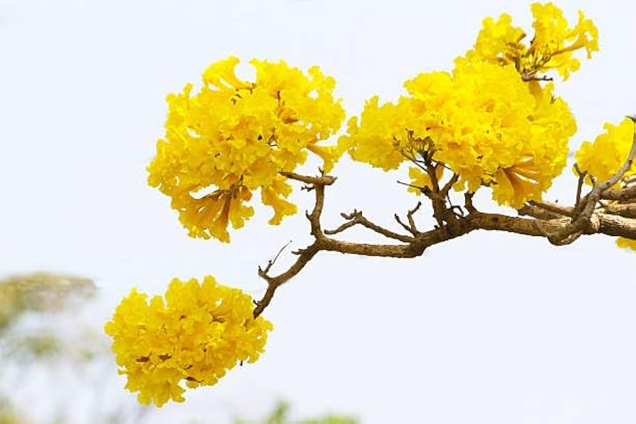Yellow Jacaranda Flower Seeds – Heirloom Non-GMO Seeds for Garden Planting