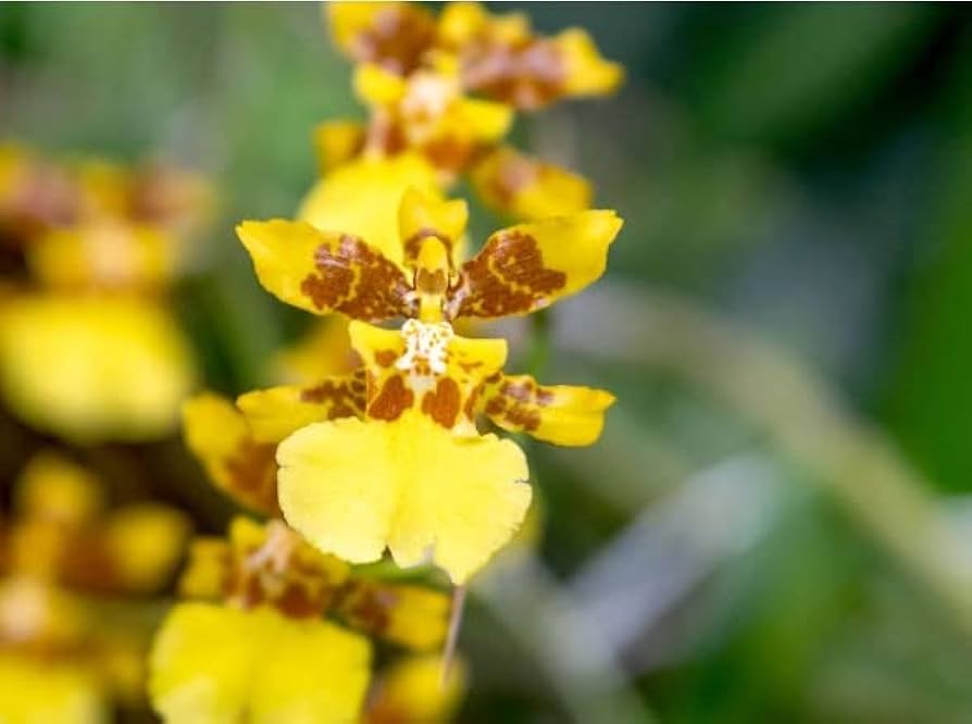 Heirloom Orange Butterfly Orchid Flower Seeds for Planting – Non-GMO, High Germination Exotic Garden Seeds