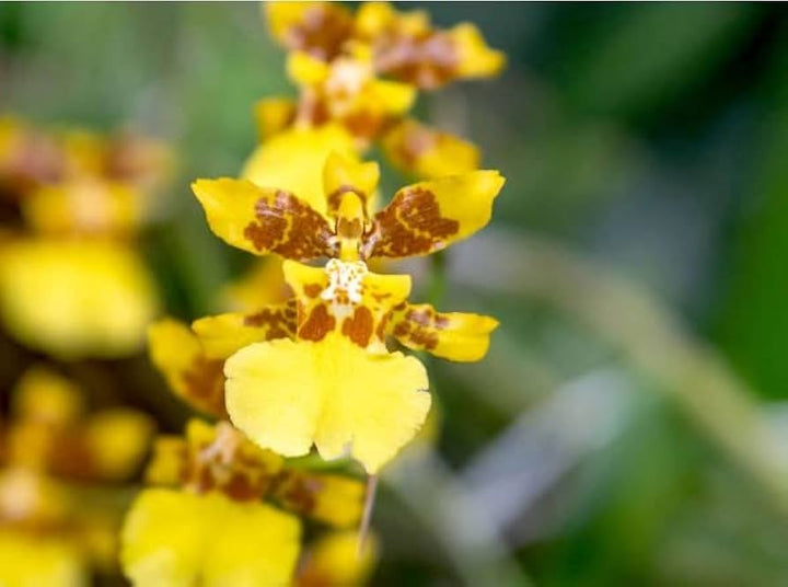 Heirloom Orange Butterfly Orchid Flower Seeds for Planting – Non-GMO, High Germination Exotic Garden Seeds
