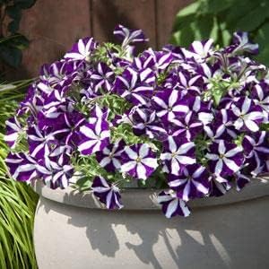 Flower Seeds, Seeds for Planting, Plant Seeds