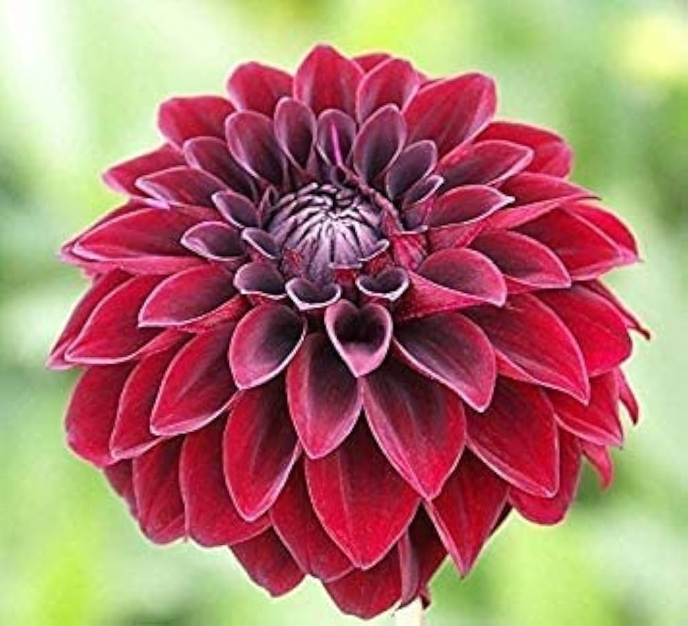 Arabian Night Dahlia Flower Seeds for Planting – Heirloom Non-GMO High Germination Organic Garden Seeds