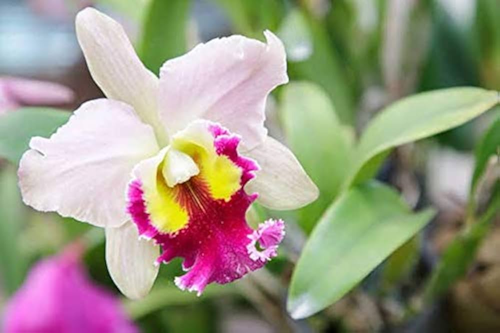 White Pink Cattleya Hybrida Flower Seeds for Planting - Heirloom Non-GMO High Germination Organic Garden Seeds