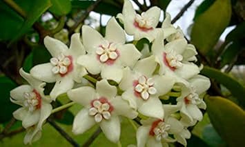 Flower Seeds, Seeds for Planting, Plant Seeds