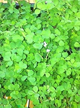 planting shamrock seeds rish Clover Shamrock Flower Seeds for Planting – Heirloom, Non-GMO, High Germination Lucky Blooms for Pots, Borders & Ground Cover
