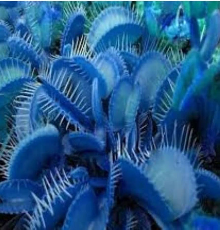 Blue Venus Fly Trap Seeds for Planting – Organic, Heirloom, Non-GMO, High Germination Carnivorous Plant Seeds