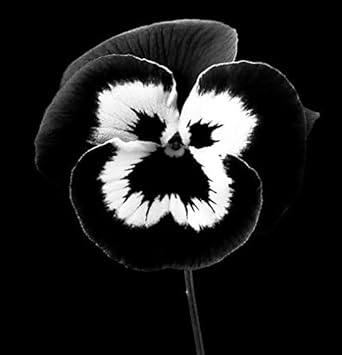 Flower Seeds, Seeds for Planting, Plant Seeds