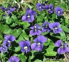 Flower Seeds, Seeds for Planting, Plant Seeds