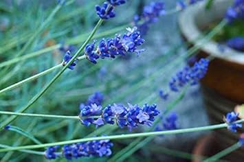 provence lavender plants for sale near me Blue Provence Lavender Seeds for Planting – Heirloom, Organic, Non-GMO – Neeraseeds