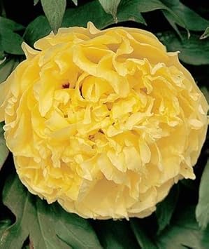 Flower Seeds, Seeds for Planting, Plant Seeds