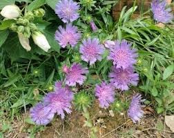 stokes flower seeds Stokes Aster Flower Seeds for Planting – Non-GMO Heirloom Organic Gard –  Neeraseeds
