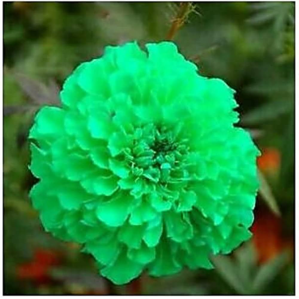 Marigold Green Flower Seeds for Planting – Heirloom, Non-GMO, High Germination Organic Garden Seeds for Home Gardens