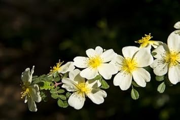 Flower Seeds, Seeds for Planting, Plant Seeds