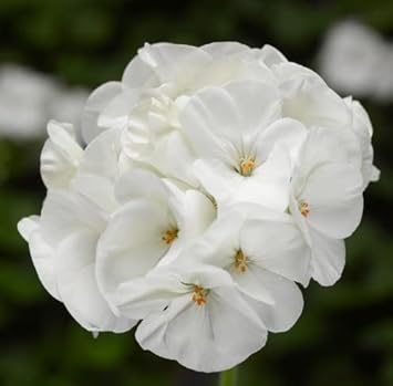 Flower Seeds, Seeds for Planting, Plant Seeds