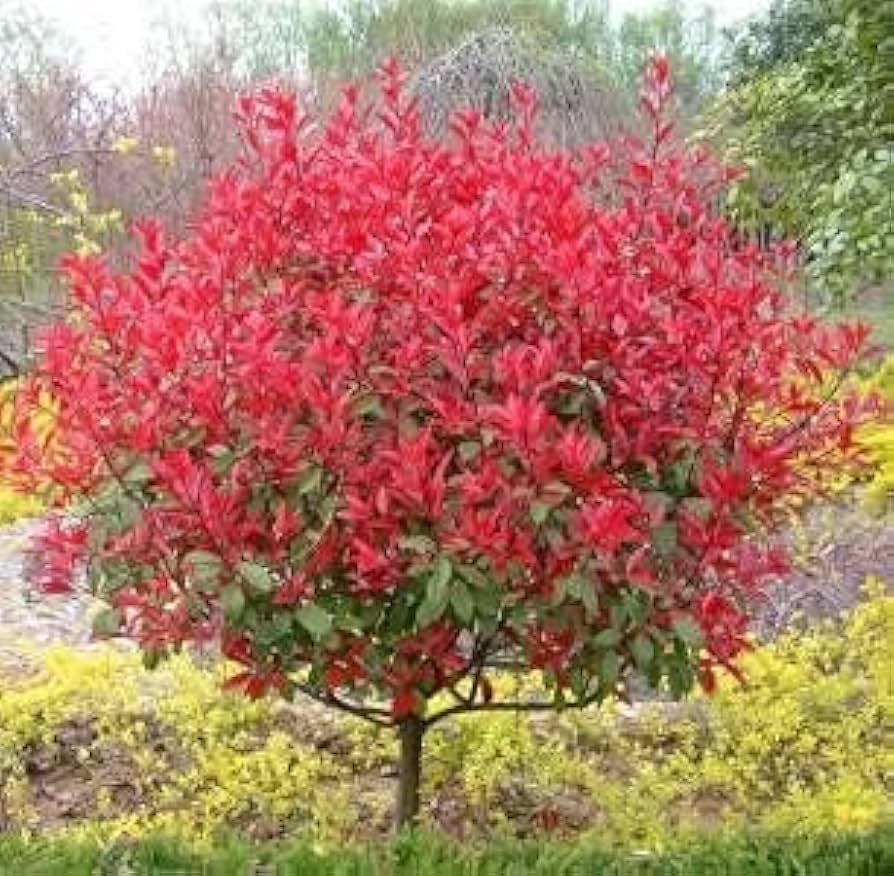 Photinia Serrulata Plant Seeds for Planting – Heirloom, Non-GMO, High Germination Organic Garden Seeds