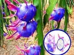 Blue Pitaya Fruit Seeds for Planting – Mixed Varieties, Heirloom & Non-GMO Seeds for Colorful Home Gardens