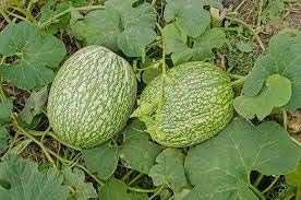 Vegetable Seeds, Seeds for Planting, Plant Seeds